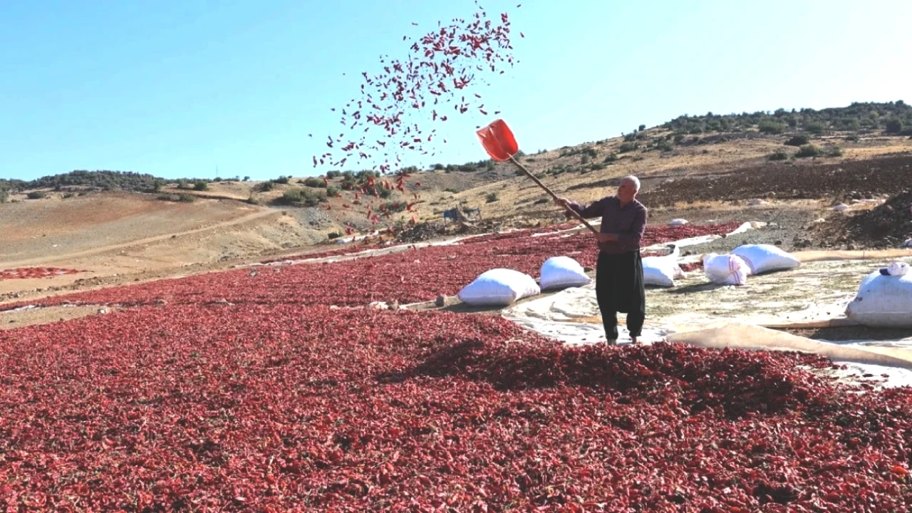 Türkiye’nin Üretim Ambarında Yoğun Mesai! Kırmızı Ürünlerde Fiyatlar Merak Uyandırıyor!